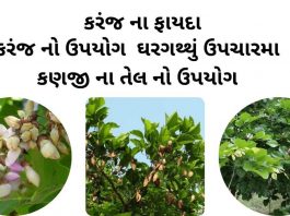 કરંજ ના ફાયદા - કરંજ નો ઉપયોગ - કરંજ તેલ ના ફાયદા - કણજીનું તેલ નો ઉપયોગ - karanj na fayda - Karanj Tree details in gujarati