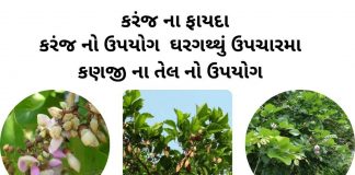 કરંજ ના ફાયદા - કરંજ નો ઉપયોગ - કરંજ તેલ ના ફાયદા - કણજીનું તેલ નો ઉપયોગ - karanj na fayda - Karanj Tree details in gujarati