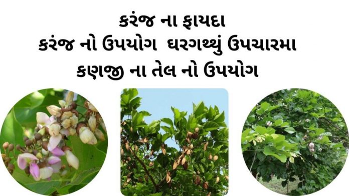 કરંજ ના ફાયદા - કરંજ નો ઉપયોગ - કરંજ તેલ ના ફાયદા - કણજીનું તેલ નો ઉપયોગ - karanj na fayda - Karanj Tree details in gujarati