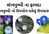 શંખપુષ્પી ના ફાયદા - શંખપુષ્પી નો ઉપયોગ ઘરેલું ઉપચારમા - shankhpushpi na fayda - shankhpushpi no upyog