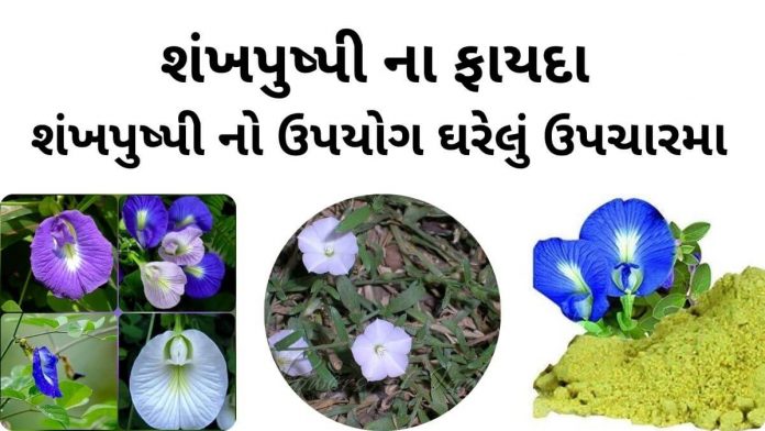 શંખપુષ્પી ના ફાયદા - શંખપુષ્પી નો ઉપયોગ ઘરેલું ઉપચારમા - shankhpushpi na fayda - shankhpushpi no upyog