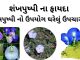 શંખપુષ્પી ના ફાયદા | શંખપુષ્પી નો ઉપયોગ ઘરેલું ઉપચારમા કરવાની રીત શંખપુષ્પી ના ફાયદા - શંખપુષ્પી નો ઉપયોગ ઘરેલું ઉપચારમા - shankhpushpi na fayda - shankhpushpi no upyog