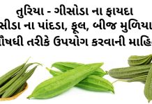 તુરીયા ના ફાયદા - ગીસોડા ના ફાયદા - turiya na fayda in gujarati - RIDGE GOURD benefits in gujarati - CHINEESE OKRA benefits in gujarati - gisoda na fayda