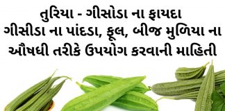 તુરીયા ના ફાયદા - ગીસોડા ના ફાયદા - turiya na fayda in gujarati - RIDGE GOURD benefits in gujarati - CHINEESE OKRA benefits in gujarati - gisoda na fayda