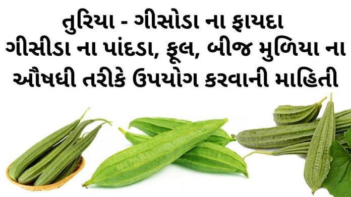 તુરીયા ના ફાયદા - ગીસોડા ના ફાયદા - turiya na fayda in gujarati - RIDGE GOURD benefits in gujarati - CHINEESE OKRA benefits in gujarati - gisoda na fayda