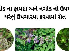 નગોડ ના ફાયદા - નગોડ નો ઉપયોગ - Nagod na fayda - Nagod no upyog - nagod tree benefits in gujarati