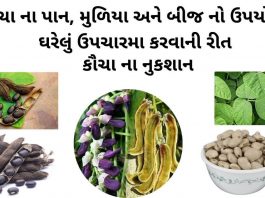 કૌચા નો ઉપયોગ - કૌચા બીજ નો ઉપયોગ - કવચ નો ઉપયોગ - કવચ ના બીજ નો ઉપયોગ - kaunch na mudiya no upyog - kaunch na fayda - kaunch churna benefits in gujarati