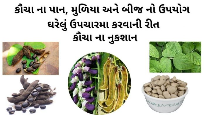 કૌચા નો ઉપયોગ - કૌચા બીજ નો ઉપયોગ - કવચ નો ઉપયોગ - કવચ ના બીજ નો ઉપયોગ - kaunch na mudiya no upyog - kaunch na fayda - kaunch churna benefits in gujarati