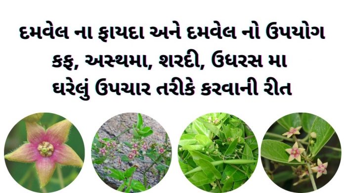 દમવેલ નો ઉપયોગ - દમવેલ ના ફાયદા - damvel na fayda - damvel no upyog in gujarati