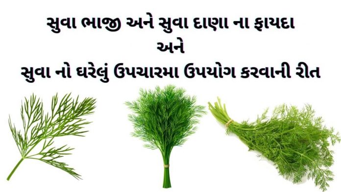 સુવા ના ફાયદા - સુવા ના પાંદડા ના ફાયદા - ,સુવાદાણા સુવા દાણા ના ફાયદા - સુવા ભાજી ના ફાયદા - suva ni bhaji na fayda - suva bhaji na bij na fayda gujarati ma - dill benefits in gujarati.