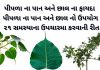 પીપળો ની માહિતી - પીપળા વિશે માહિતી - પીપળા ના ફાયદા - પીપળા ના પાન ના ફાયદા - પીપળાના પાન નો ઉપયોગ - pipda na fayda gujarati ma - pipla na fayda gujarati ma - pipla na pan no upyog - pipla ni chhal na fayda - pipla ni chhal na fayda in gujarati