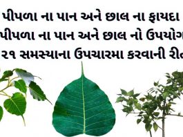 પીપળો ની માહિતી - પીપળા વિશે માહિતી - પીપળા ના ફાયદા - પીપળા ના પાન ના ફાયદા - પીપળાના પાન નો ઉપયોગ - pipda na fayda gujarati ma - pipla na fayda gujarati ma - pipla na pan no upyog - pipla ni chhal na fayda - pipla ni chhal na fayda in gujarati