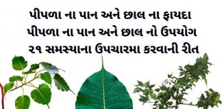 પીપળો ની માહિતી - પીપળા વિશે માહિતી - પીપળા ના ફાયદા - પીપળા ના પાન ના ફાયદા - પીપળાના પાન નો ઉપયોગ - pipda na fayda gujarati ma - pipla na fayda gujarati ma - pipla na pan no upyog - pipla ni chhal na fayda - pipla ni chhal na fayda in gujarati