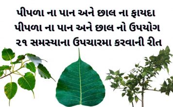 પીપળા ના ફાયદા | પીપળા ના પાન અને છાલ ના ફાયદા | પીપળાના પાન નો ઉપયોગ પીપળો ની માહિતી - પીપળા વિશે માહિતી - પીપળા ના ફાયદા - પીપળા ના પાન ના ફાયદા - પીપળાના પાન નો ઉપયોગ - pipda na fayda gujarati ma - pipla na fayda gujarati ma - pipla na pan no upyog - pipla ni chhal na fayda - pipla ni chhal na fayda in gujarati