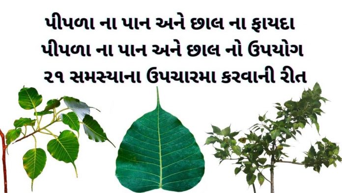 પીપળો ની માહિતી - પીપળા વિશે માહિતી - પીપળા ના ફાયદા - પીપળા ના પાન ના ફાયદા - પીપળાના પાન નો ઉપયોગ - pipda na fayda gujarati ma - pipla na fayda gujarati ma - pipla na pan no upyog - pipla ni chhal na fayda - pipla ni chhal na fayda in gujarati