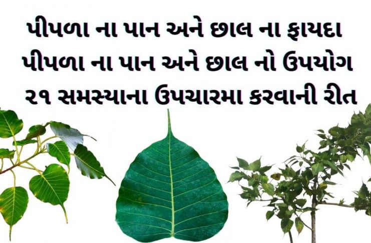 પીપળો ની માહિતી - પીપળા વિશે માહિતી - પીપળા ના ફાયદા - પીપળા ના પાન ના ફાયદા - પીપળાના પાન નો ઉપયોગ - pipda na fayda gujarati ma - pipla na fayda gujarati ma - pipla na pan no upyog - pipla ni chhal na fayda - pipla ni chhal na fayda in gujarati