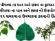 પીપળા ના ફાયદા | પીપળા ના પાન અને છાલ ના ફાયદા | પીપળાના પાન નો ઉપયોગ પીપળો ની માહિતી - પીપળા વિશે માહિતી - પીપળા ના ફાયદા - પીપળા ના પાન ના ફાયદા - પીપળાના પાન નો ઉપયોગ - pipda na fayda gujarati ma - pipla na fayda gujarati ma - pipla na pan no upyog - pipla ni chhal na fayda - pipla ni chhal na fayda in gujarati