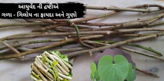 ગળો ના ફાયદા - Giloy benefits in Gujarati - ગિલોય ના ફાયદા - ગિલોય નો ઉપયોગ