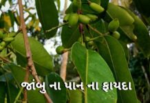Jambu na pan na fayda in Gujarati - જાંબુ ના પાન ના ફાયદા