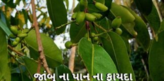 Jambu na pan na fayda in Gujarati - જાંબુ ના પાન ના ફાયદા