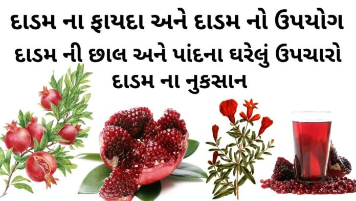 દાડમ ના ફાયદા - દાડમ ની છાલ અને પાંદના ઘરેલું ઉપચારો - દાડમ ની માહિતી - dadam na faida Gujarati - pomegranate benefits in Gujarati - દાડમ નો ઉપયોગ - દાડમ ના નુકસાન