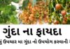 ગુંદા ના ફાયદા - ગુંદા નો ઉપયોગ ઘરેલું ઉપચાર મા કરવાની રીત - gunda na fayda in Gujarati
