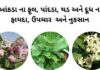 આંકડા ના પાન નો ઉપયોગ - આંકડા ના પાન ફાયદા - આંકડા ના ફૂલ નો ઉપયોગ - aakda na fayda - aakda na pan na fayda in Gujarati