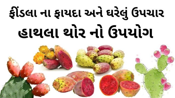 ફીંડલા ના ફાયદા - હાથલા થોર નો ઉપયોગ - હાથલા થોર ના ઘરેલું ઉપચાર - હાથલા નો રસ ઘરેલું ઉપચારમા - findla na fayda - Findla juice benefits - Prickly Pear benefits in Gujarati - Hathla Thor juice benefits - Hathla Thor in gujarati - હાથલા નો રસ