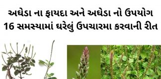 અઘેડા ના ફાયદા - અઘેડા નો ઉપયોગ ઘરેલું ઉપચારમા - agheda na fayda – aghedo - apamarga plant benefits in gujarati