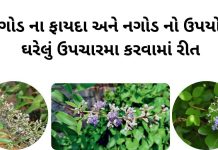 નગોડ ના ફાયદા - નગોડ નો ઉપયોગ - Nagod na fayda - Nagod no upyog - nagod tree benefits in gujarati