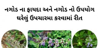 નગોડ ના ફાયદા - નગોડ નો ઉપયોગ - Nagod na fayda - Nagod no upyog - nagod tree benefits in gujarati
