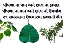 પીપળો ની માહિતી - પીપળા વિશે માહિતી - પીપળા ના ફાયદા - પીપળા ના પાન ના ફાયદા - પીપળાના પાન નો ઉપયોગ - pipda na fayda gujarati ma - pipla na fayda gujarati ma - pipla na pan no upyog - pipla ni chhal na fayda - pipla ni chhal na fayda in gujarati