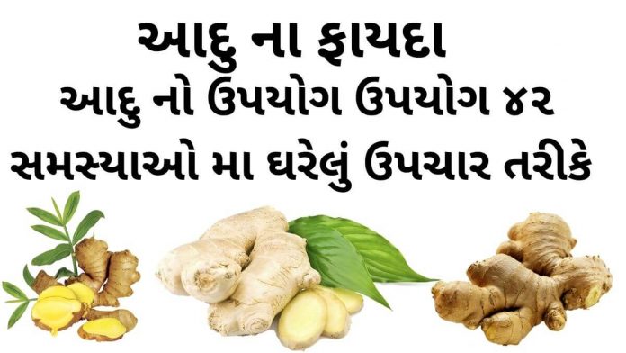 Aadu na Fayda આદુ ના ફાયદા - આદુ નો ઉપયોગ - આદુ ખાવાના ફાયદા - aadu na fayda - Ginger Benefits in Gujarati - Aadu na Fayda in Gujarati