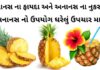 અનાનસ ના ફાયદા | ઘરેલું ઉપચાર મા અનાનસ નો ઉપયોગ | અનાનસ ના નુકસાન Ananas na fayda in Gujarati - Pineapple na fayda in Gujarati - અનાનસ ના ફાયદા - પાઈનેપલ ના ફાયદા - Pineapple juice fayda