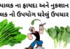 પાલક ના ફાયદા અને નુકશાન | પાલક નો ઉપયોગ ઘરેલું ઉપચાર મા Palak fayda in Gujarati - પાલક ના ફાયદા - પાલક ના નુકશાન - Palak na Fayda in Gujarati - Palak benefits in Gujarati