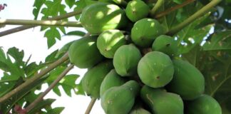 કાચા પપૈયા જે વિટામીન A,B,C,E થી ભરપુર તેના અનેક ફાયદા – Kacha Papaiya kacha papaiya na Fayda in Gujarati -કાચા પપૈયા ના ફાયદા - Papaya Fayda In Gujarati