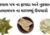 તમાલ પત્ર ના ફાયદા | Tamal Patra na fayda |Bay Leaf benefits in Gujarati Tamal Patra na fayda in Gujarati - Bay Leaf benefits in Gujarati - તમાલ પત્ર ના ફાયદા
