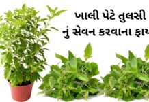 ખાલી પેટે તુલસીનું સેવન કરવાના ફાયદા | Tulsi Na Fayda Tulsi na fayda in Gujarati - Tulsi Benefits in Gujarati - તુલસી ના ફાયદા