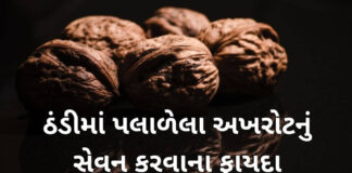 પલાળેલી અખરોટનું સેવન કરવાના ફાયદા – Paladel Akhrot paladel akhrot na fayda in gujarati - અખરોટનું સેવન કરવાના ફાયદા