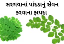 સરગવાના પાન ના ફાયદા  sargava na pan na fayda in Gujarati Drumstick leaves Benefits in Gujarati - સરગવાના પાન ના ફાયદા
