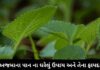 અજમાના પાન ના ઘરેલું ઉપાય અને તેના ફાયદા – Ajma na pan Ajma na pan na fayda in Gujarati ajwain leaf health benefits in Gujarati - ajwain leaf health benefits - અજમાના પાન ના ફાયદા