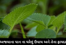 અજમાના પાન ના ઘરેલું ઉપાય અને તેના ફાયદા – Ajma na pan Ajma na pan na fayda in Gujarati ajwain leaf health benefits in Gujarati - ajwain leaf health benefits - અજમાના પાન ના ફાયદા
