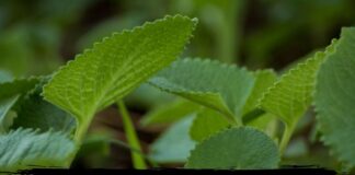 અજમાના પાન ના ઘરેલું ઉપાય અને તેના ફાયદા – Ajma na pan Ajma na pan na fayda in Gujarati ajwain leaf health benefits in Gujarati - ajwain leaf health benefits - અજમાના પાન ના ફાયદા