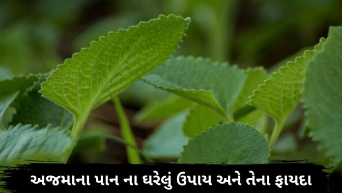Ajma na pan na fayda in Gujarati ajwain leaf health benefits in Gujarati Ajma na pan na fayda in Gujarati ajwain leaf health benefits in Gujarati - ajwain leaf health benefits - અજમાના પાન ના ફાયદા