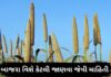 બાજરા – બાજરી ના ફાયદા | બાજરો – બાજરી ખાવાના ફાયદા | bajri na fayda Bajra ni mahiti - Bajra na fayda in Gujarati - બાજરા ના ફાયદા - બાજરી ના ફાયદા - bajri na fayda - બાજરી ખાવાના ફાયદા - bajri khavana fayda