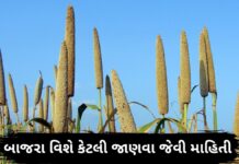 બાજરા – બાજરી ના ફાયદા | બાજરો – બાજરી ખાવાના ફાયદા |  bajri na fayda Bajra ni mahiti - Bajra na fayda in Gujarati - બાજરા ના ફાયદા - બાજરી ના ફાયદા - bajri na fayda - બાજરી ખાવાના ફાયદા - bajri khavana fayda