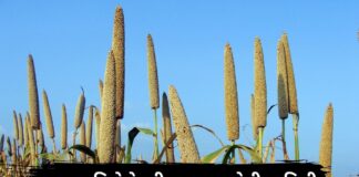 બાજરા – બાજરી ના ફાયદા | બાજરો – બાજરી ખાવાના ફાયદા | bajri na fayda Bajra ni mahiti - Bajra na fayda in Gujarati - બાજરા ના ફાયદા - બાજરી ના ફાયદા - bajri na fayda - બાજરી ખાવાના ફાયદા - bajri khavana fayda