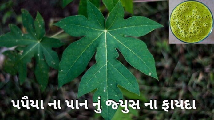 papaiya na pan juice fayda in Gujarati papaiya na pan juice fayda in Gujarati - papaiya na pan juice - પપૈયા ના પાન નું જ્યુસ ના ફાયદા - પપૈયાના પાનનો રસ