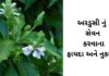 અરડુસી નું સેવન કરવાના ના 8 ફાયદા અને નુકસાન – Ardusi na Fayda Ardusi na fayda in Gujarati - અરડુસી ના ફાયદા - ardusi na faida