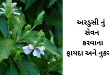 અરડુસી નું સેવન કરવાના ના 8 ફાયદા અને નુકસાન – Ardusi na Fayda Ardusi na fayda in Gujarati - અરડુસી ના ફાયદા - ardusi na faida